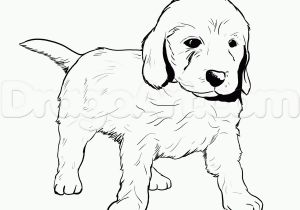 Rottweiler Puppies Coloring Pages Big Rottweiler Puppies Coloring Pages Free Goldendoodle Color