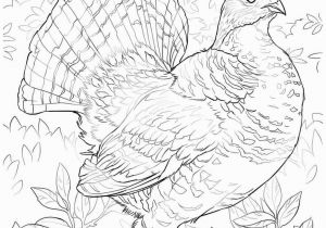 Ruffed Grouse Coloring Page Awesome Free Printable Coloring Page Best Blank Coloring Pages Free