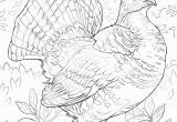 Ruffed Grouse Coloring Page Awesome Free Printable Coloring Page Best Blank Coloring Pages Free