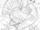 Ruffed Grouse Coloring Page Awesome Free Printable Coloring Page Best Blank Coloring Pages Free