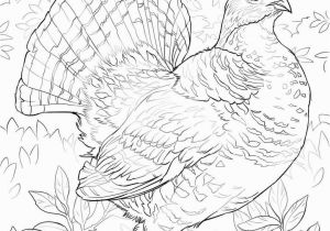 Ruffed Grouse Coloring Page Awesome Free Printable Coloring Page Best Blank Coloring Pages Free