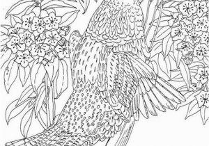 Ruffed Grouse Coloring Page Pennsylvania Ruffed Grouse Coloring Page Purple Kitty