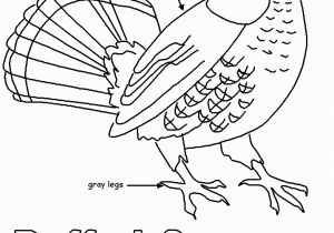 Ruffed Grouse Coloring Page Ruffed Grouse for Pa History Lapbook Homeschool Stuff