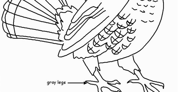 Ruffed Grouse Coloring Page Ruffed Grouse for Pa History Lapbook Homeschool Stuff