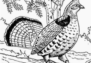 Ruffed Grouse Coloring Page Ruffed Grouse Pg 198 Birds Pinterest