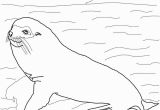 Sea Lion Coloring Page Galapogas island Colouring Sheets Google Search