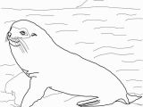 Sea Lion Coloring Page Galapogas island Colouring Sheets Google Search