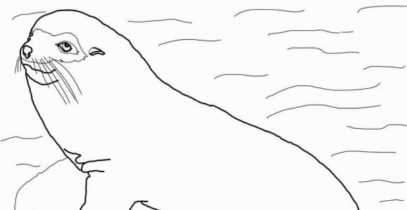 Sea Lion Coloring Page Galapogas island Colouring Sheets Google Search