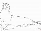 Sea Lion Coloring Page Lion Free Clipart 110