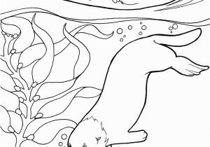 Sea Lion Coloring Page Sea Free Clipart 74