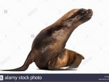 Sea Lion Coloring Page Sea Lion Cut Out Stock & Page 3 Alamy