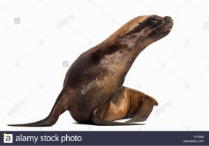 Sea Lion Coloring Page Sea Lion Cut Out Stock & Page 3 Alamy