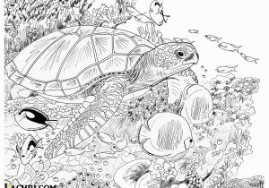 Sea Turtle Coloring Pages for Adults Sea Turtle Colored Pencil Tutorial Lachri Fine Art