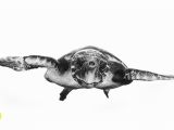 Sea Turtle Wall Mural Wall Mural White and Turtle Wallpaper