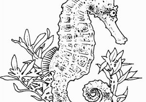 Seahorse Coloring Pages for Adults Realistic Seahorse Coloring Page Seahorses Pinterest