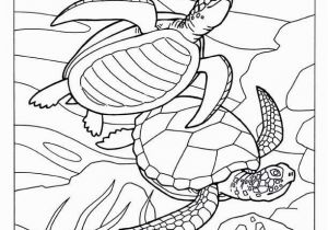 Sealife Coloring Pages Turtle Coloring Pages 371 Best Coloring Book Fish Sea Life Seashells