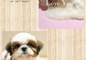 Shih Tzu Coloring Page New Cute Shih Tzu Coloring Pages – Tylerhedrick