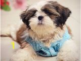 Shih Tzu Coloring Page New Cute Shih Tzu Coloring Pages – Tylerhedrick