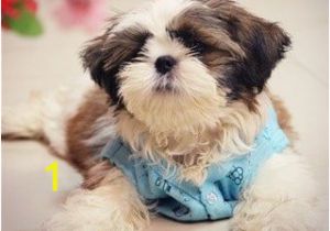 Shih Tzu Coloring Page New Cute Shih Tzu Coloring Pages – Tylerhedrick