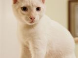 Siamese Cat Coloring Pages Cream Flame Point Siamese Tabby Mix Rescue Kitty Raised