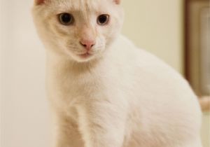 Siamese Cat Coloring Pages Cream Flame Point Siamese Tabby Mix Rescue Kitty Raised