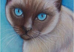 Siamese Cat Coloring Pages original Siamese Cat Art Colored Pencil by Artbylisamnelson