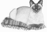 Siamese Cat Coloring Pages Pin On Sketch It