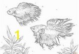 Siamese Fighting Fish Coloring Pages Betta Fish Coloring Pages Pinterest