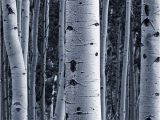 Silver Birch Wall Mural Silver Birch forest Wallpaper Wall Mural