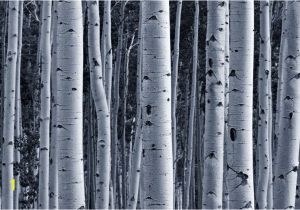 Silver Birch Wall Mural Silver Birch forest Wallpaper Wall Mural