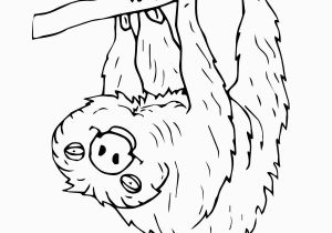 Sloth Coloring Pages for Kids Coloringpictureofasloth Google Search