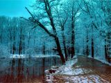 Snow forest Wall Mural 2880×1800 Wallpaper Winter forest 5k 4k Wallpaper