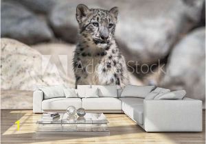 Snow Leopard Wall Mural Cute Baby Snow Leopard Wall Mural