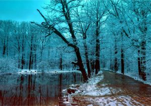 Snow Scene Wall Murals 2880×1800 Wallpaper Winter forest 5k 4k Wallpaper