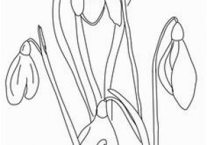 Snowdrop Coloring Pages 474 Best Snowdrops Images In 2018