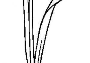 Snowdrop Coloring Pages Snowdrop Drawing Google Search Drawing Ideas