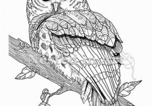 Snowy Owl Coloring Page Pin by Betty Mcclellan On Coloring Pages