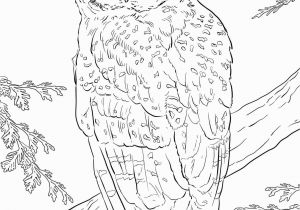 Snowy Owl Coloring Page Pin by MaÅgorzata Kitka On Coloring Pages Owls