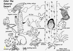 Sonoran Desert Coloring Pages sonoran Desert Animals Coloring Pages Awesome Wildlife Coloring