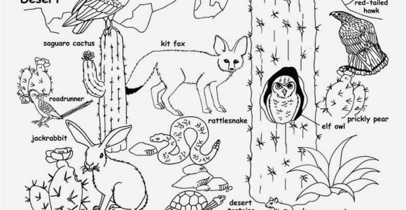 Sonoran Desert Coloring Pages sonoran Desert Animals Coloring Pages Awesome Wildlife Coloring