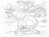 Southwest Coloring Pages the Desert tortoise is A Timid Reptile that Lives In Sandy Deserts