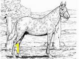 Spotted Horse Coloring Pages 371 Best Horse Lover Coloring Pages Images On Pinterest In 2018