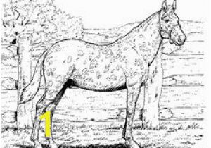 Spotted Horse Coloring Pages 371 Best Horse Lover Coloring Pages Images On Pinterest In 2018