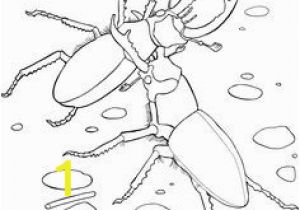 Stag Beetle Coloring Page 140 Best Stag Images
