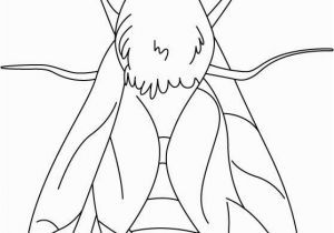 Stag Beetle Coloring Page House Fly Coloring Pages