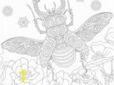 Stag Beetle Coloring Page Ilustraciones Imágenes Y Vectores De Stock sobre Bug