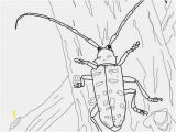Stag Beetle Coloring Page Printable Coloring Pages Vw Bug Graphic asian Longhorned