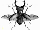 Stag Beetle Coloring Page Stag Beetle