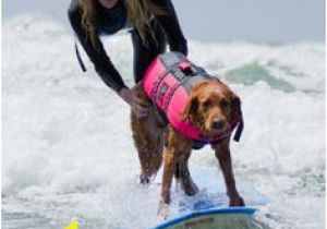 Surf Dog Wall Mural 30 Best Adaptive Surfing Images