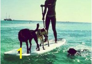 Surf Dog Wall Mural 36 Best Dogs Surfing & Stand Up Paddle Images